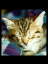 Cat003